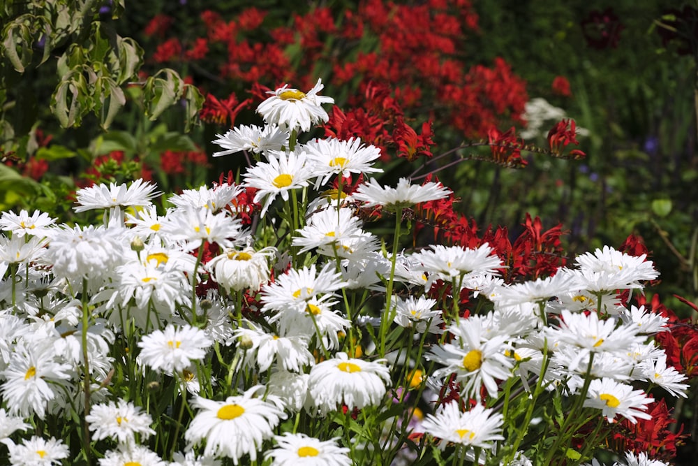 a field of white and red flowers