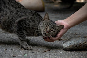 a cat being pet by a hand