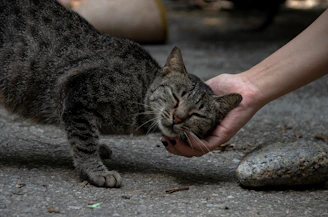 a cat being pet by a hand