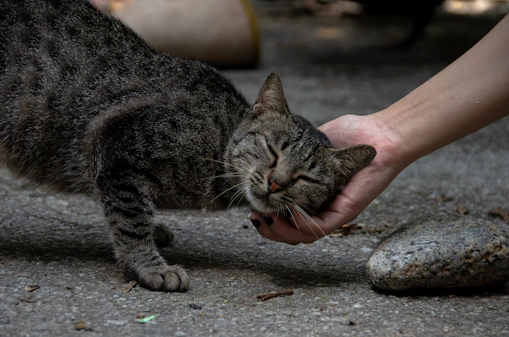 a cat being pet by a hand