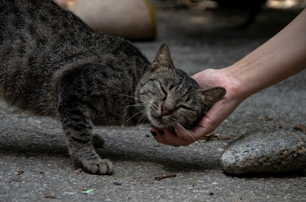 a cat being pet by a hand