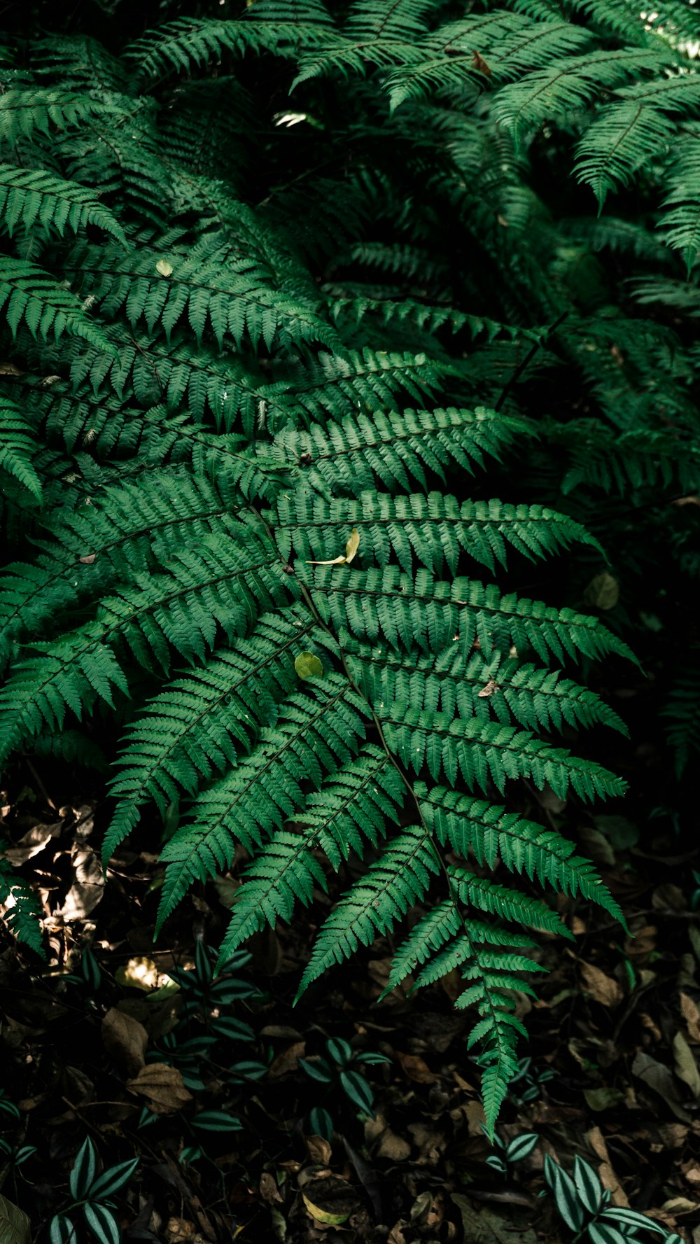 a close-up of a tree