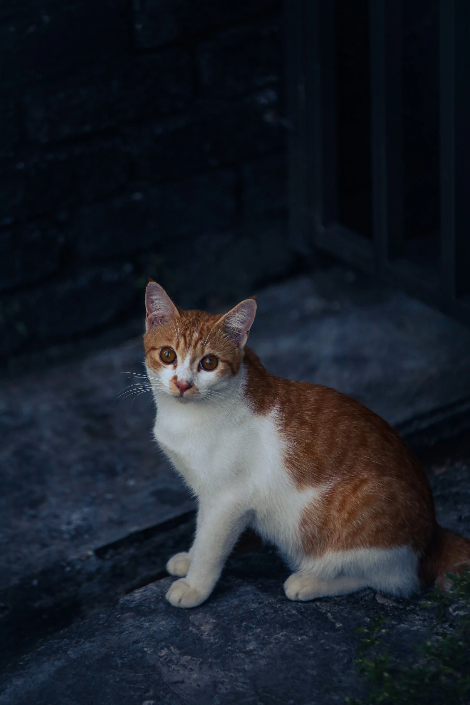 Gato en la calle sobre una superficie de piedra