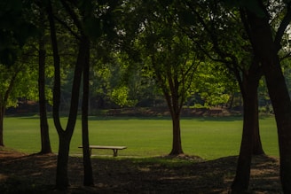 A serene landscape with a peaceful park bench under a tree, inviting relaxation and reflection.
