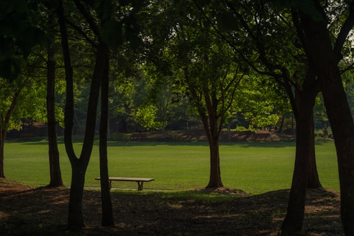 A serene landscape with a peaceful park bench under a tree, inviting relaxation and reflection.