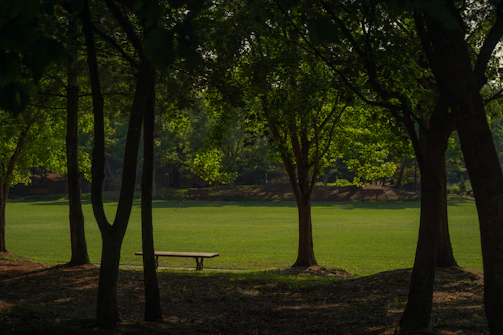 A serene outdoor scene showing a quiet park bench surrounded by greenery, symbolizing reflection.