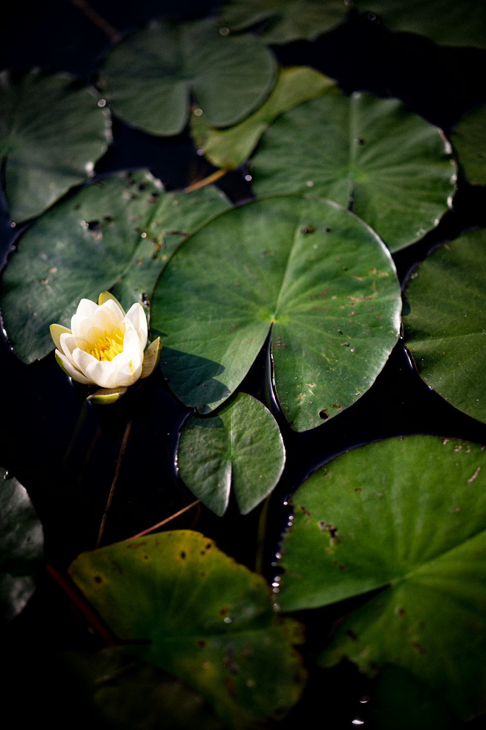 a flower on a plant