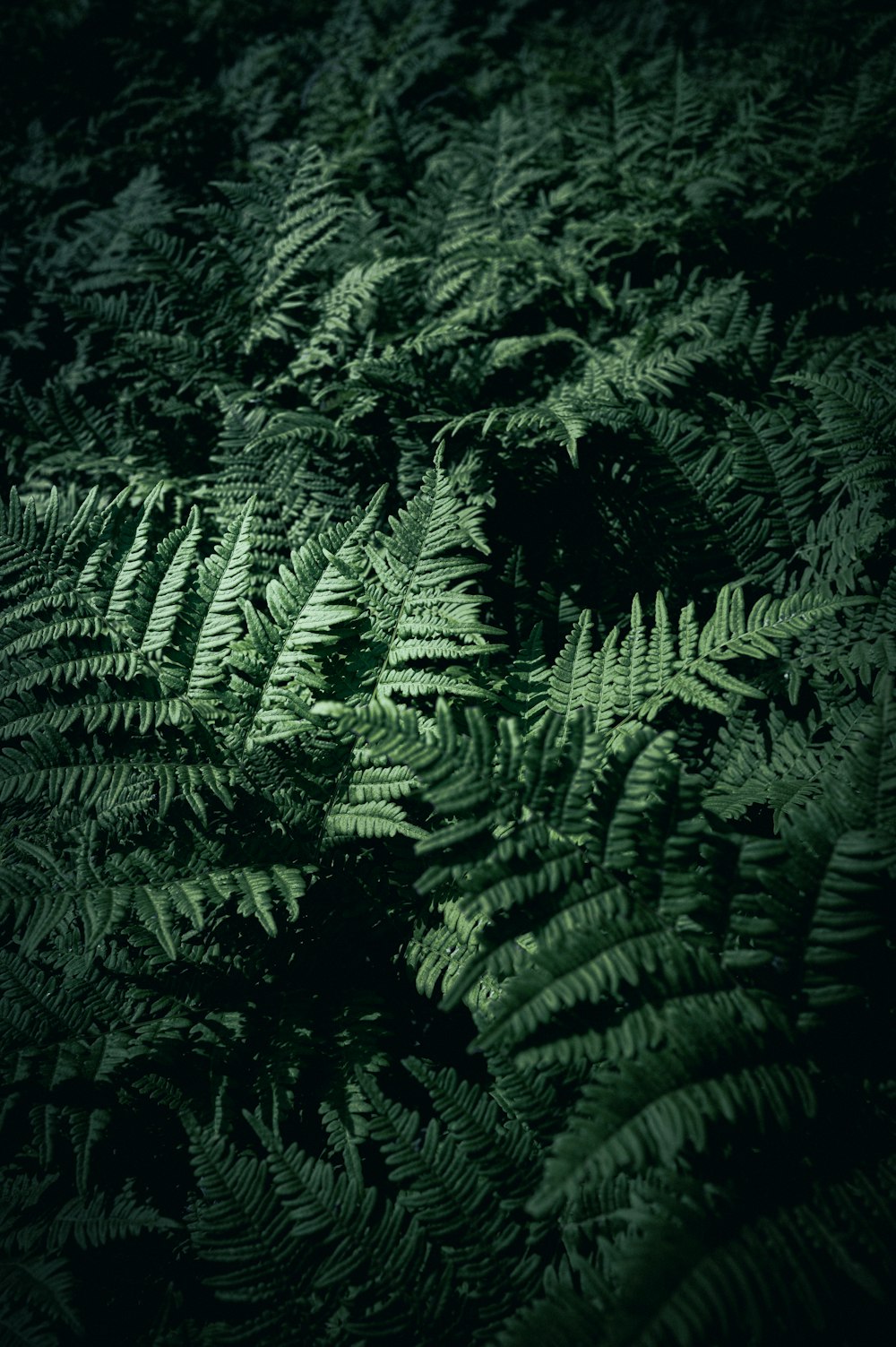 a close-up of some trees