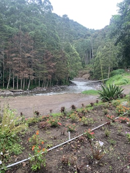 A serene landscape featuring a flowing river surrounded by lush greenery and blooming flowers, symbolizing natural wellness.
