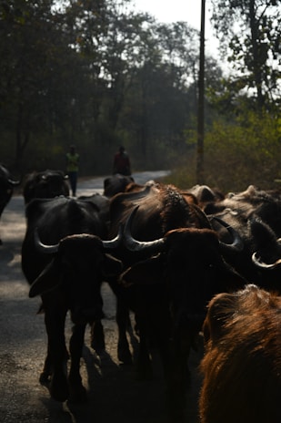 A herd of buffaloes is walking along a narrow road surrounded by dense trees. The scene is dimly lit with a mix of light and shadows, creating a serene atmosphere. There are a couple of people walking in the background.