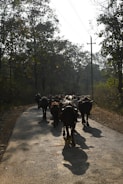 A herd of cattle walking along a sunlit rural road surrounded by dense forest. The scene includes a mix of trees and overhead power lines, with sunlight casting shadows of the cattle on the road.