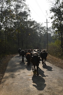 A herd of cattle walking along a sunlit rural road surrounded by dense forest. The scene includes a mix of trees and overhead power lines, with sunlight casting shadows of the cattle on the road.