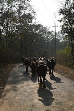 A herd of cattle walking along a sunlit rural road surrounded by dense forest. The scene includes a mix of trees and overhead power lines, with sunlight casting shadows of the cattle on the road.