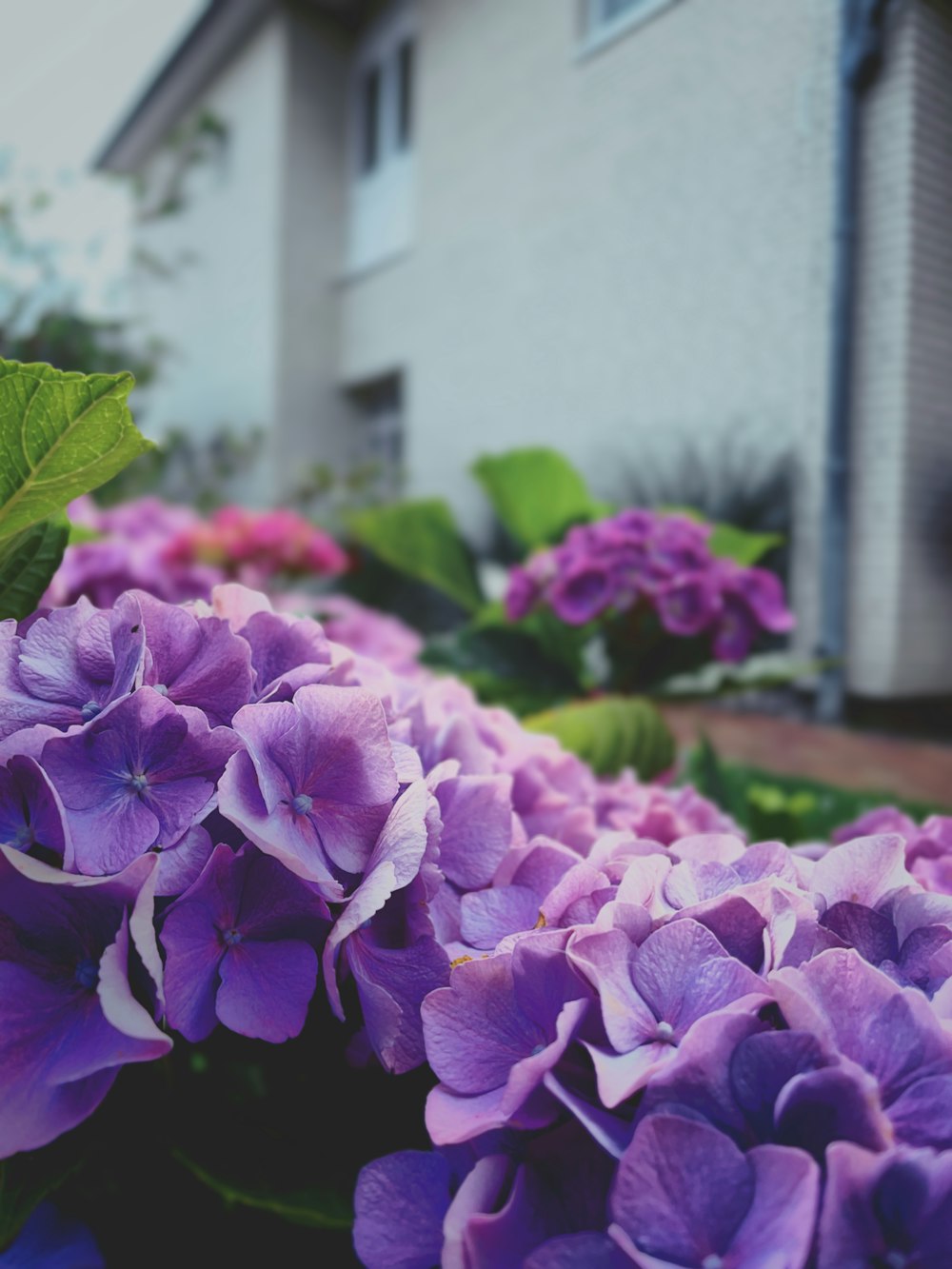 Un grupo de flores púrpuras