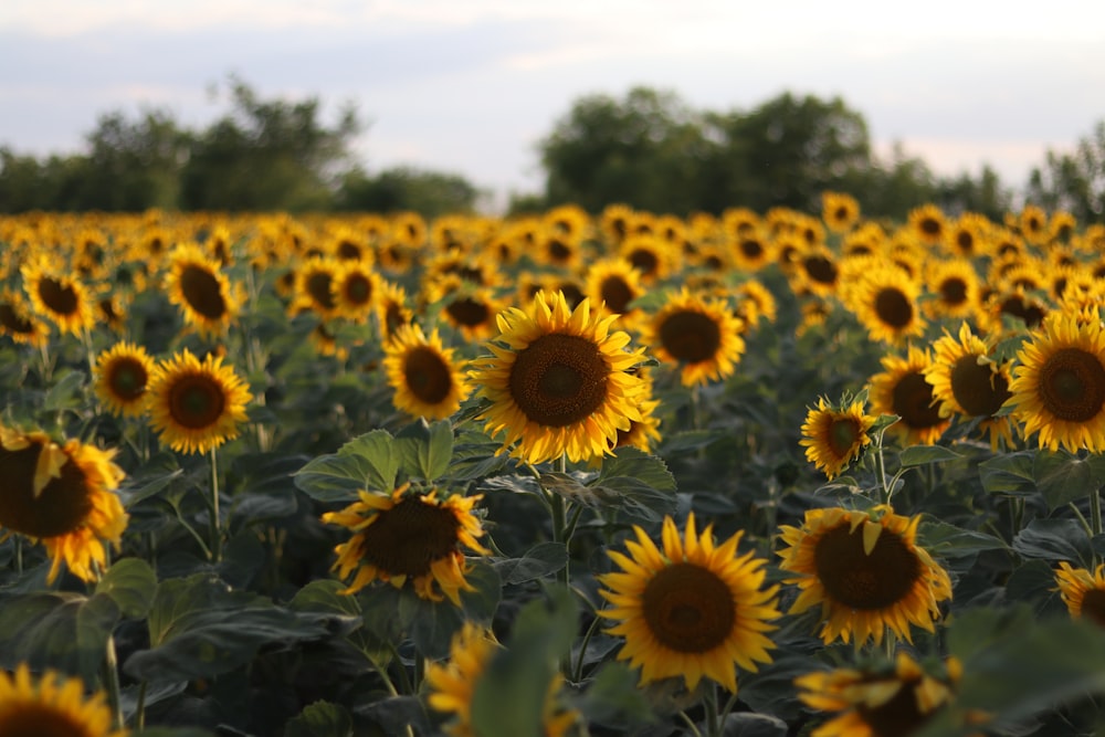 a field of sunflowers