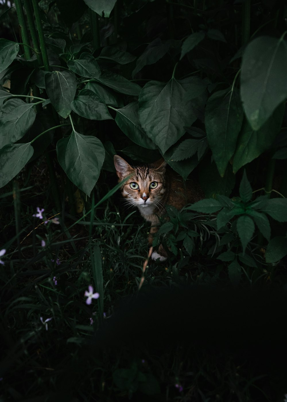 Un gato en un arbusto