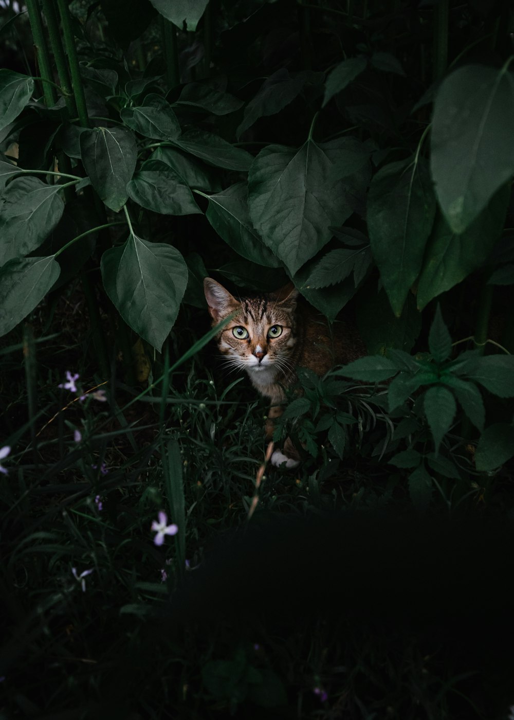 a cat in a bush