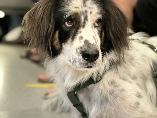 A dog with a green collar — Aachen, Germany