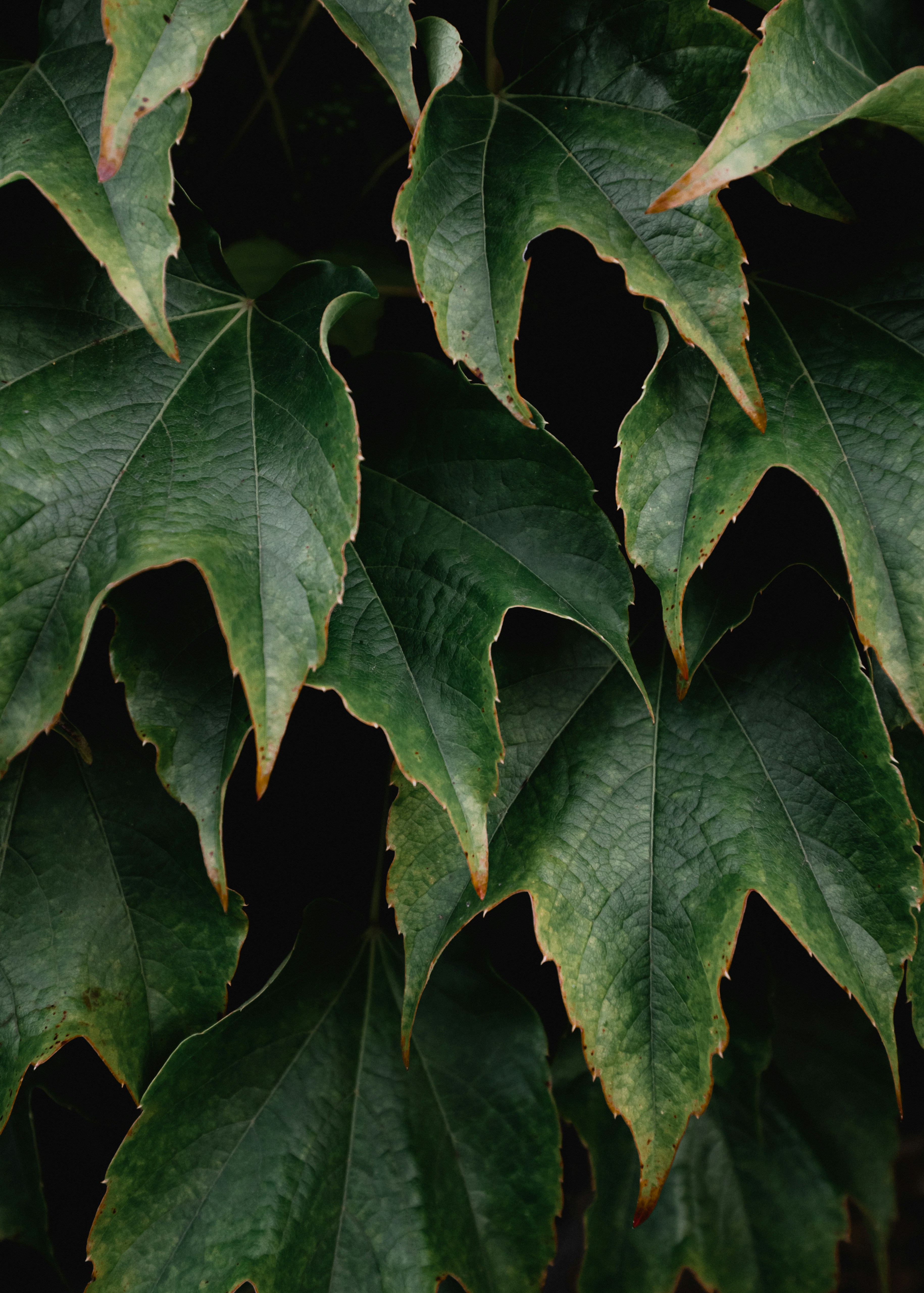 Photo by maksym_tymchyk