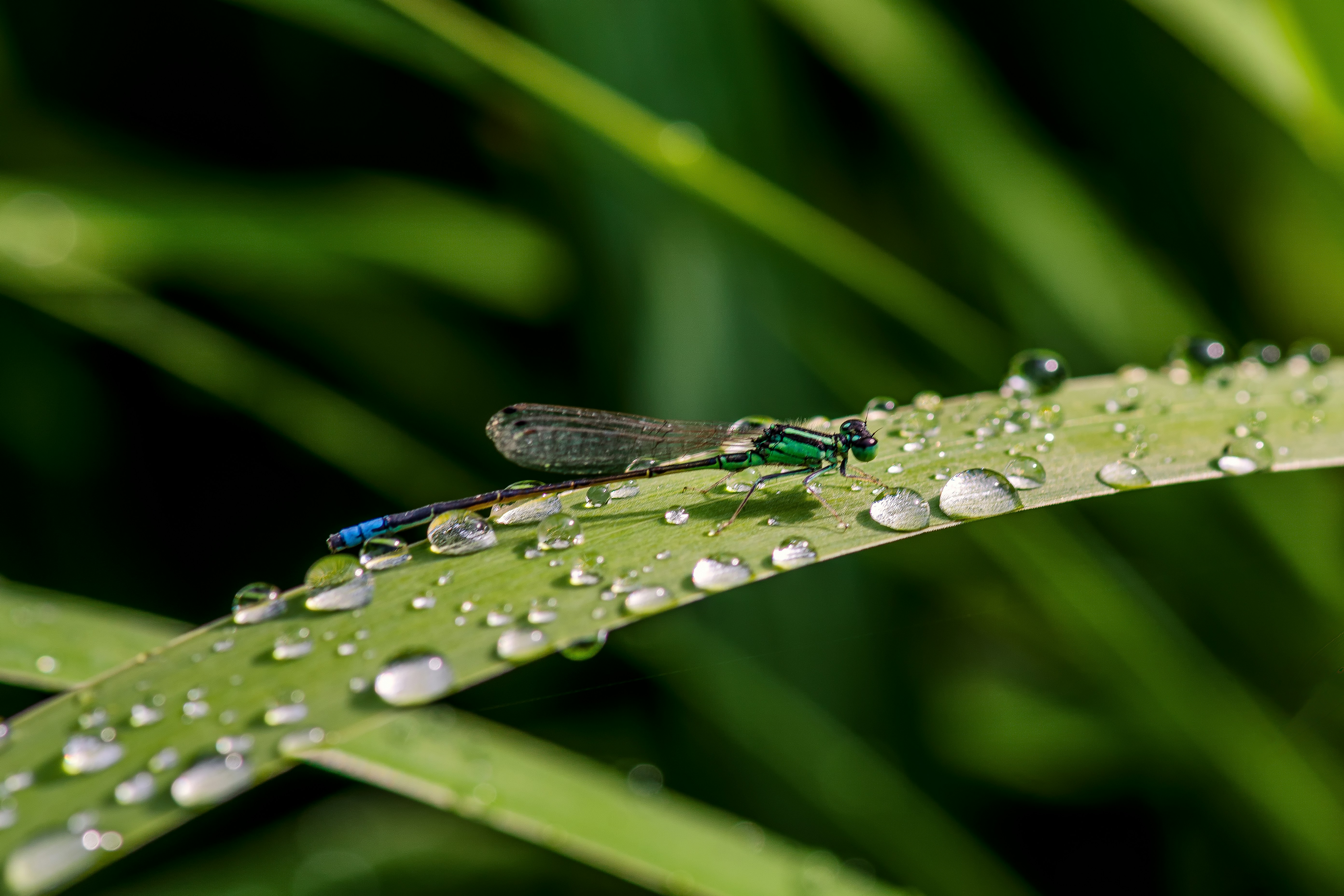 Photo by rthiemann
