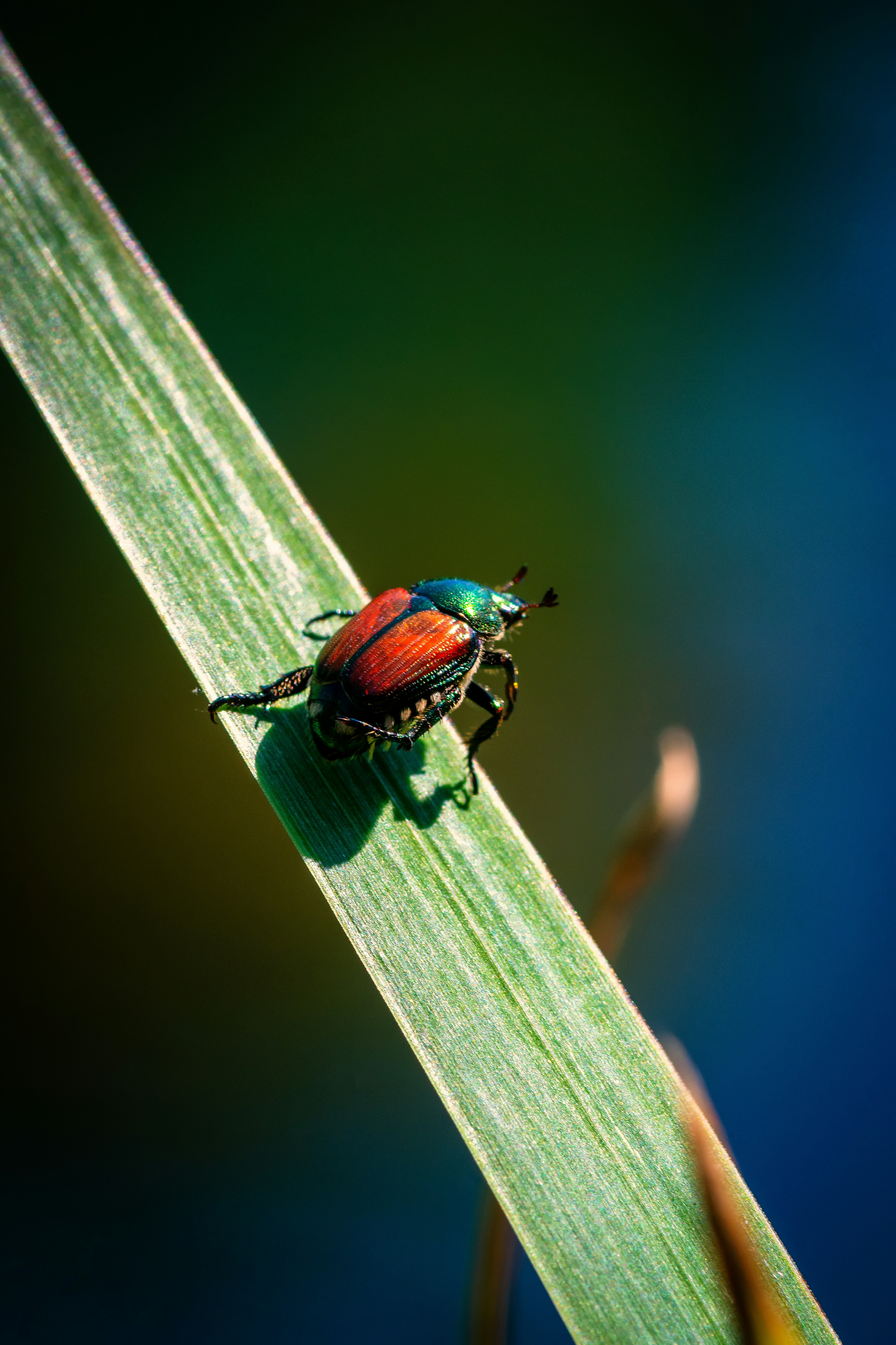 Photo by rthiemann