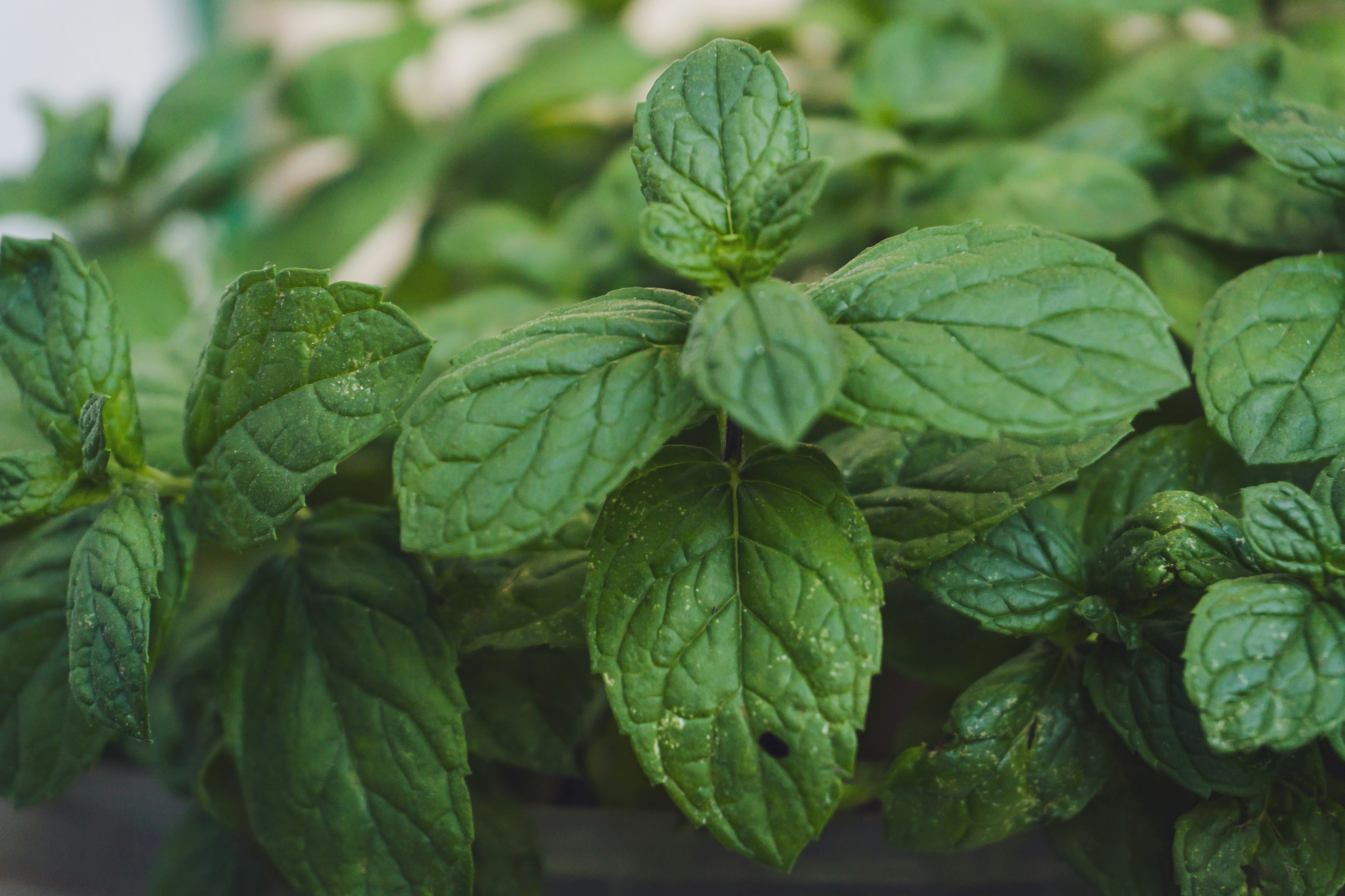 Photo by omarsamir27