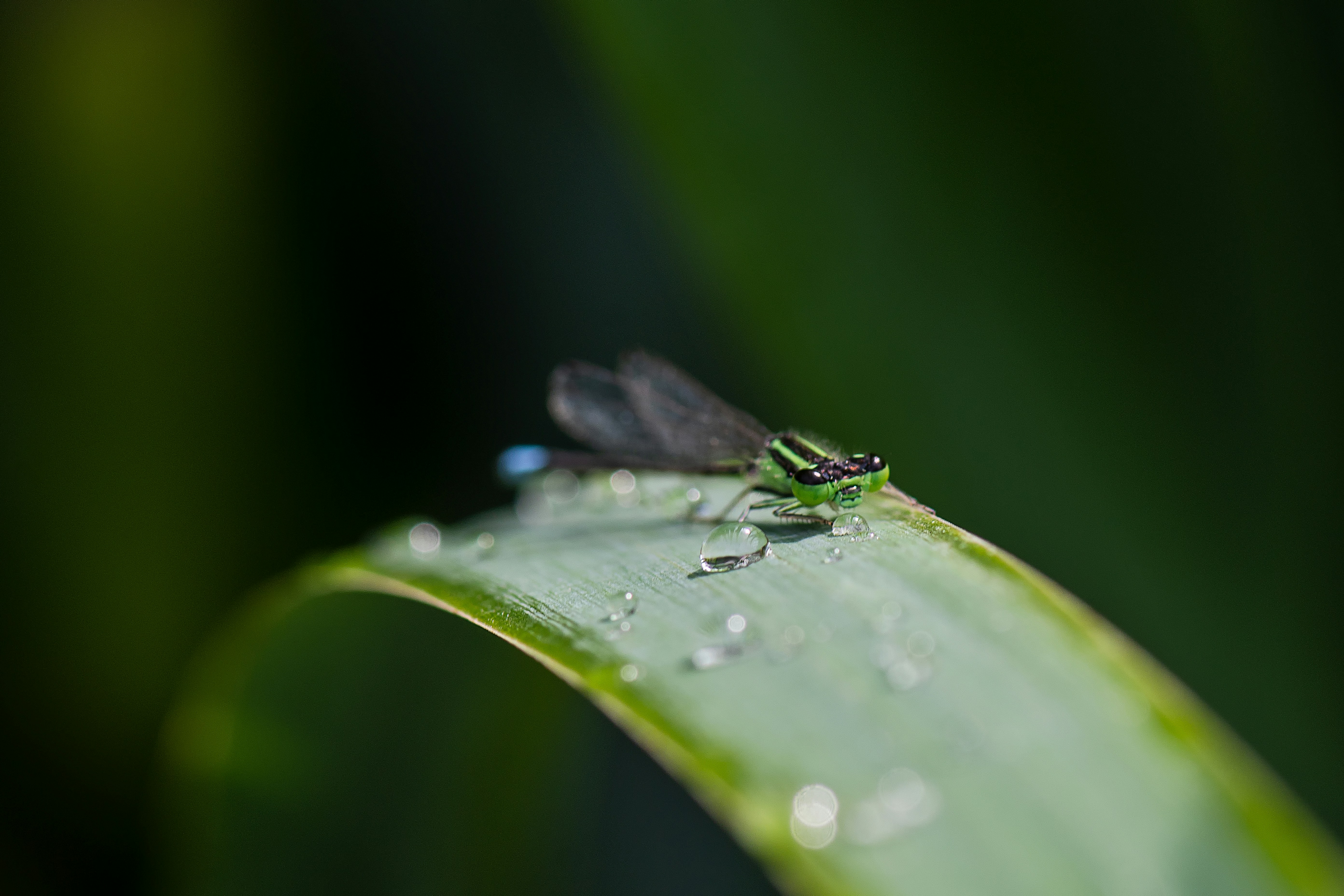 Photo by rthiemann
