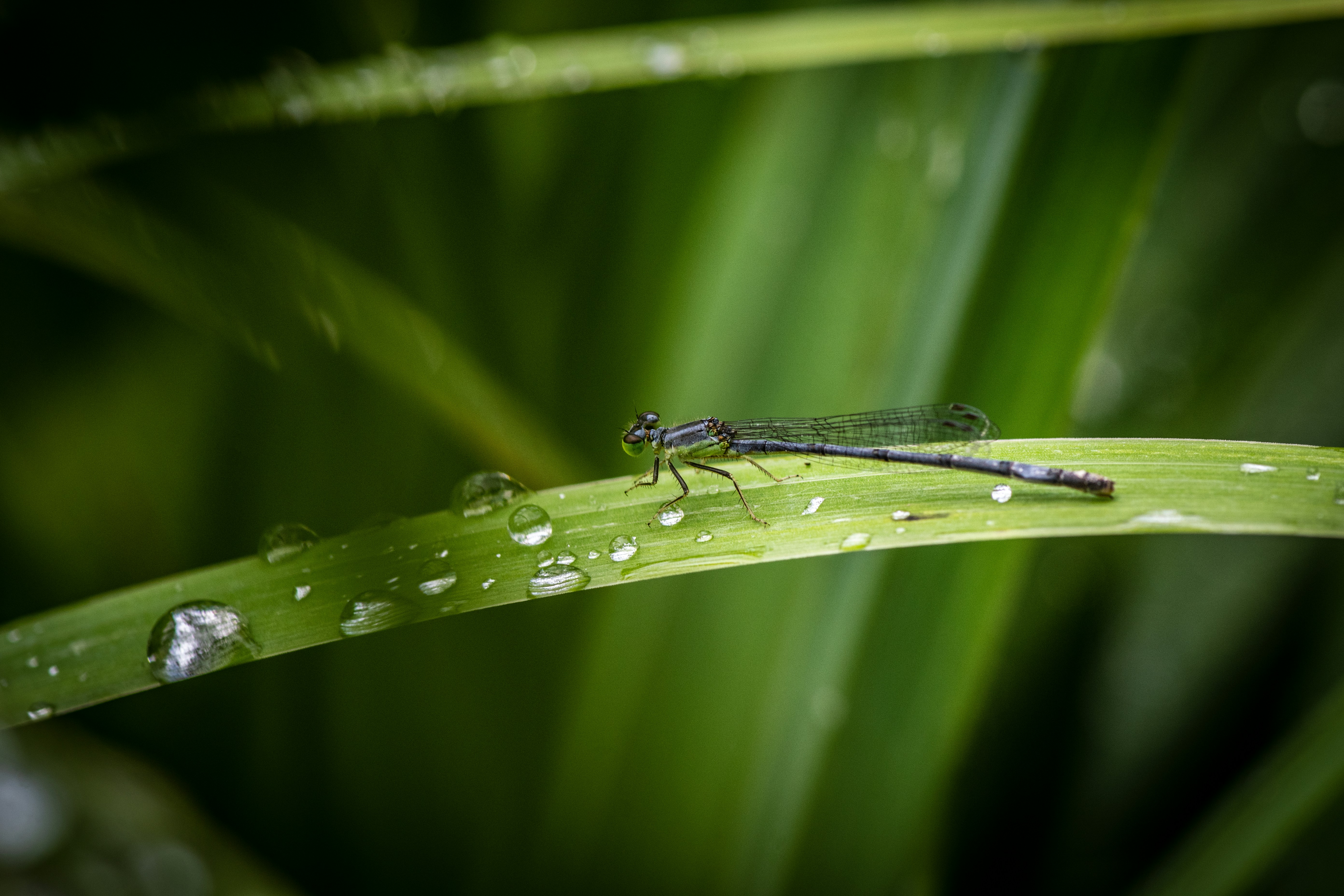 Photo by rthiemann