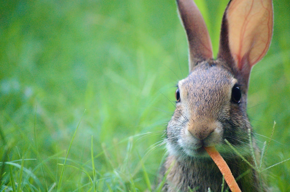 a rabbit in the grass