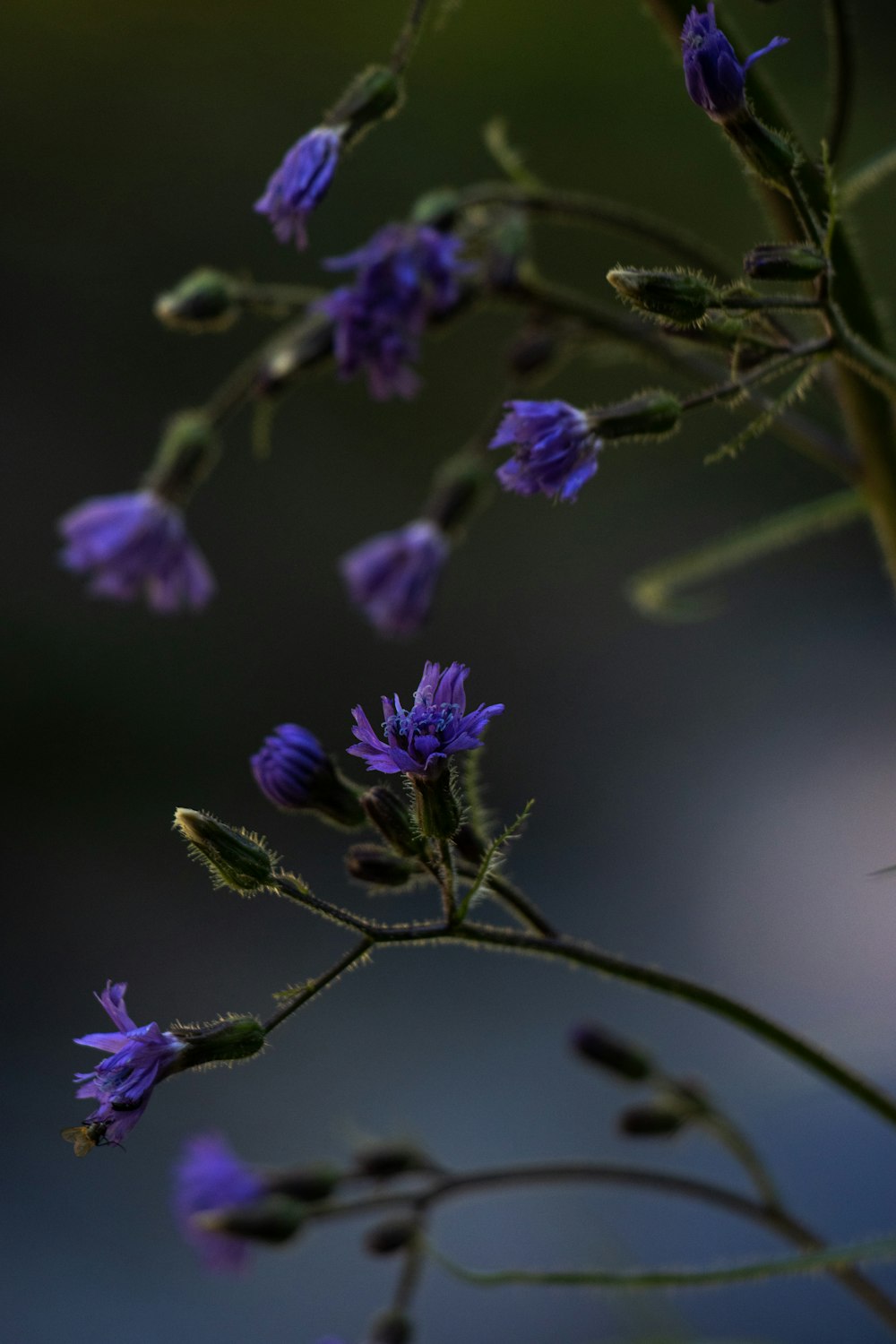 purple flowers on a plant