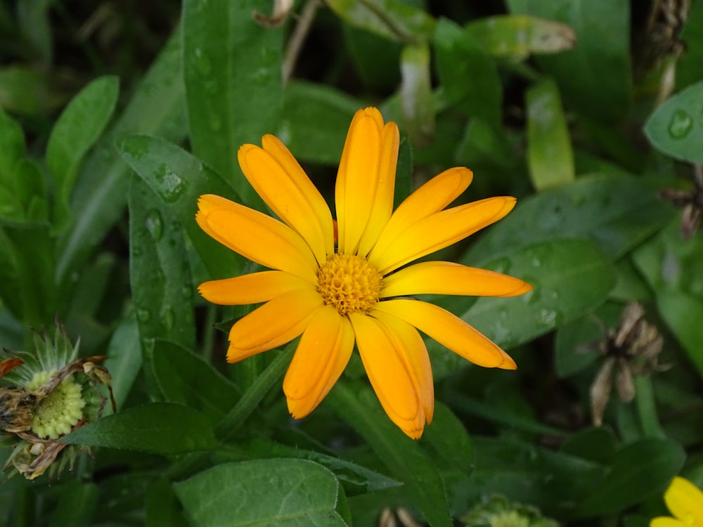 a yellow flower surrounded by green leaves