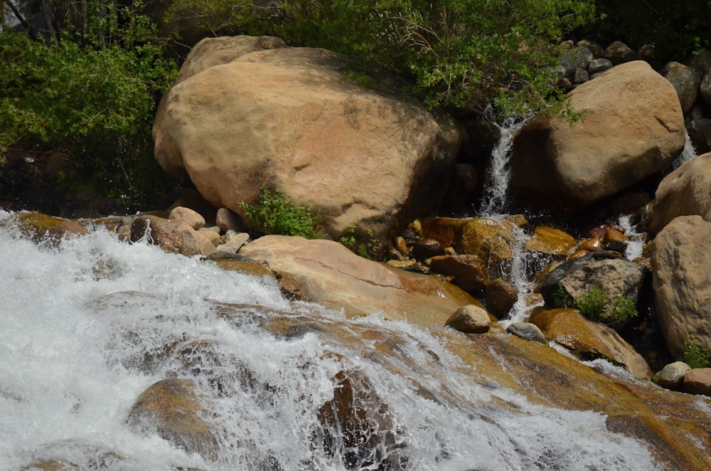 a river with rocks and plants