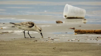 a bird on the beach