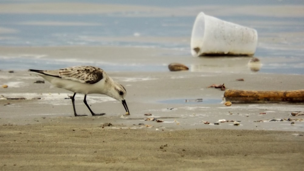 a bird on the beach