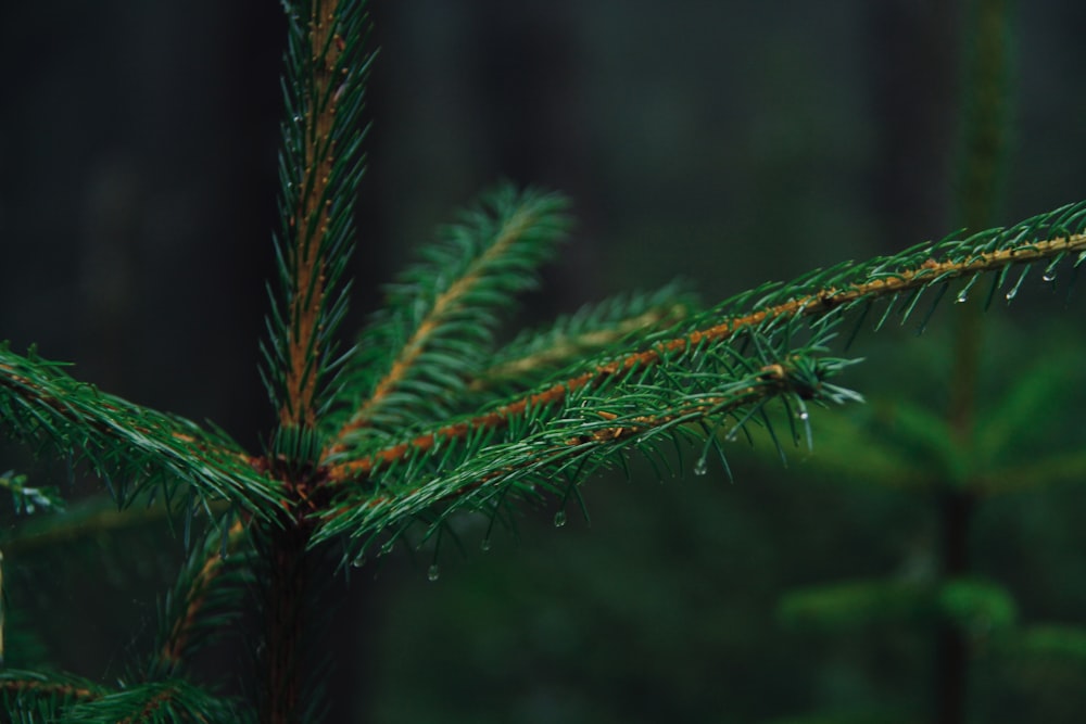 a close-up of a pine tree