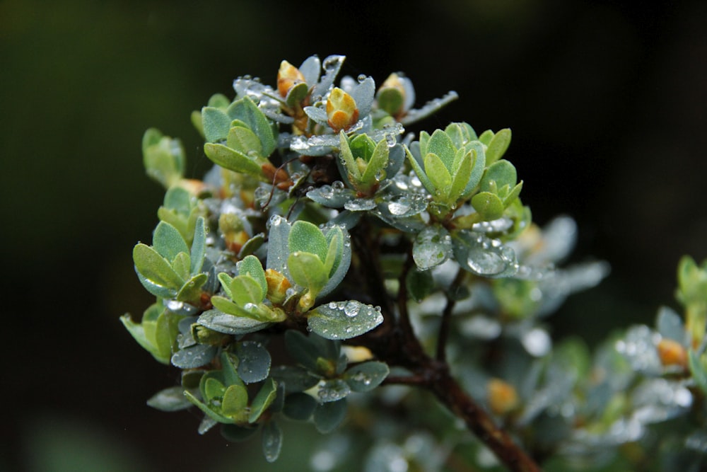 a close up of a plant