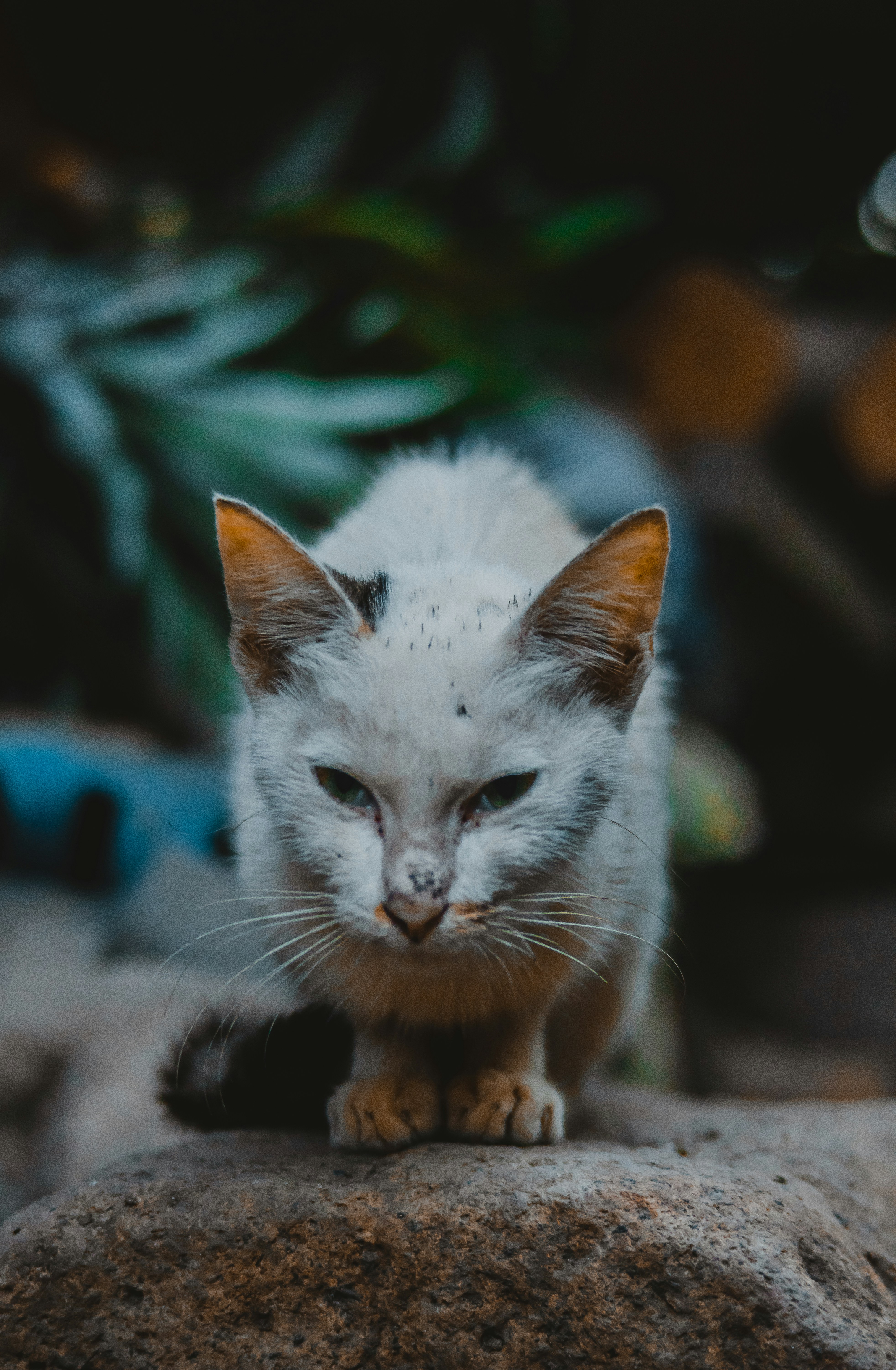 a cat sitting on a rock