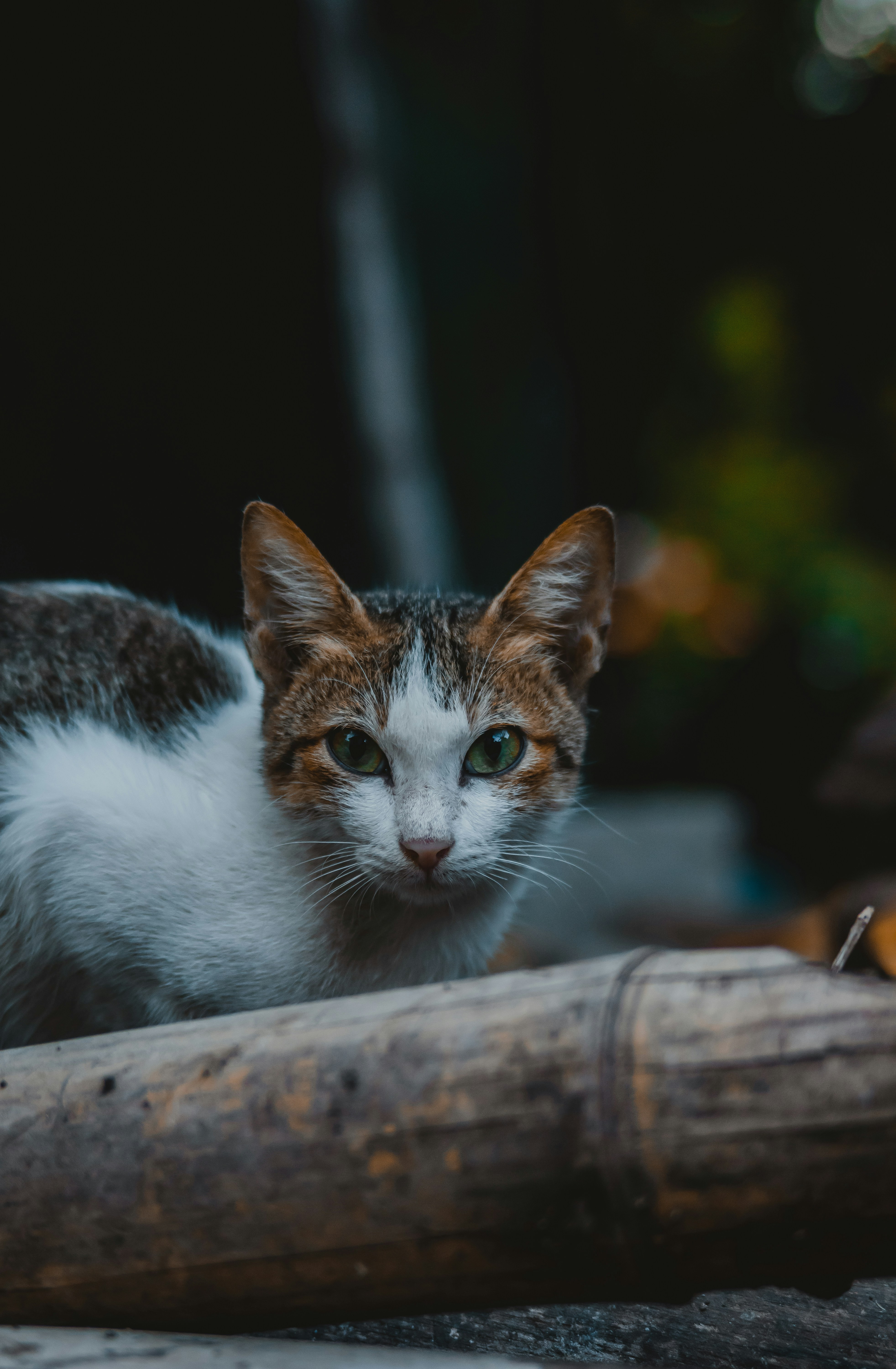 Photo by roadahead_2223