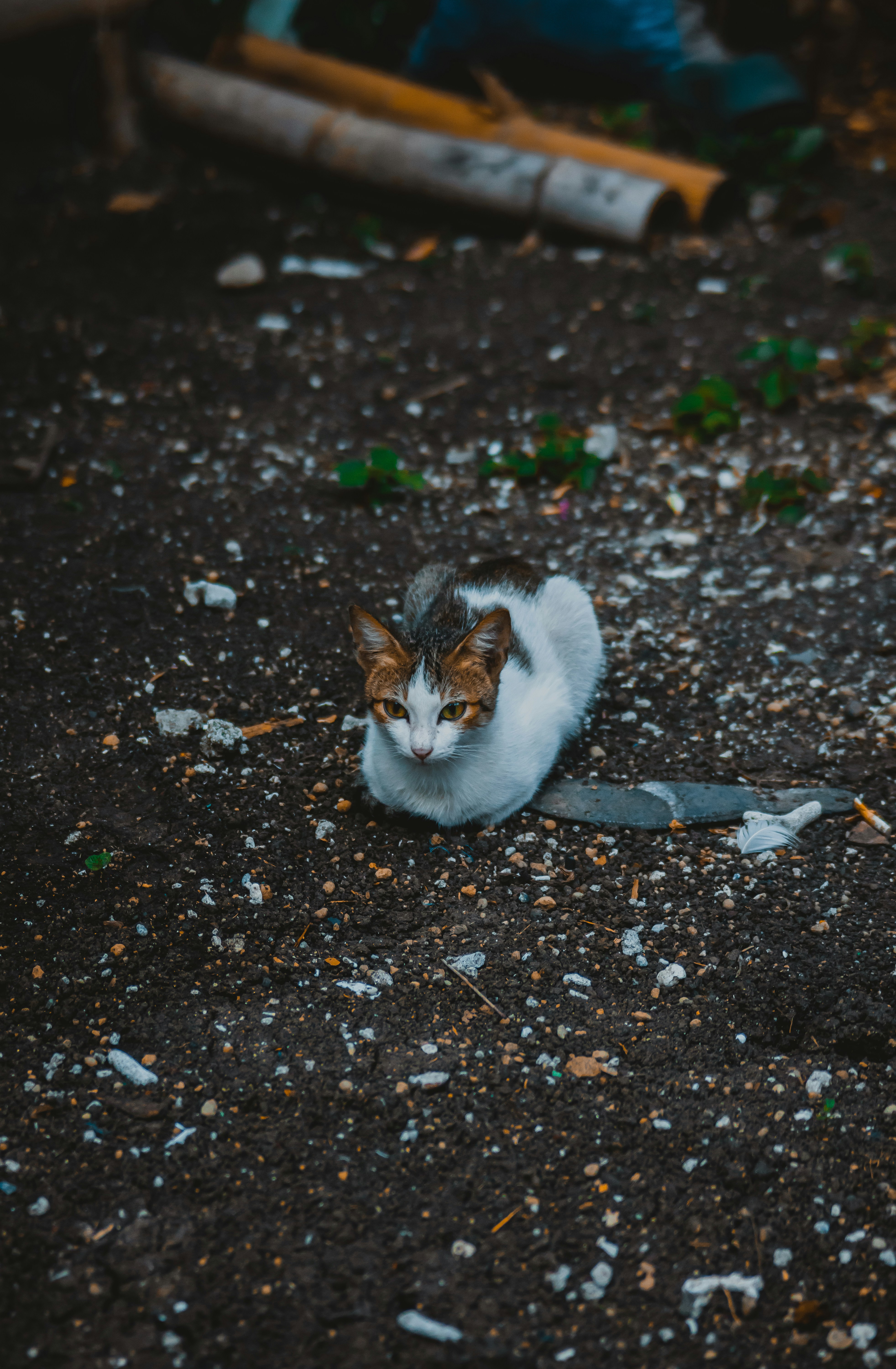 A cat looking up photo – Free Grey Image on Unsplash
