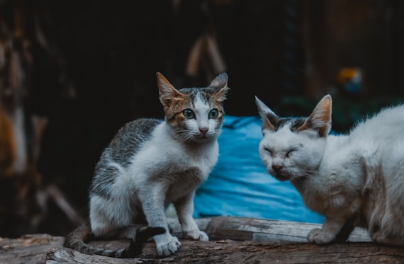 a group of cats