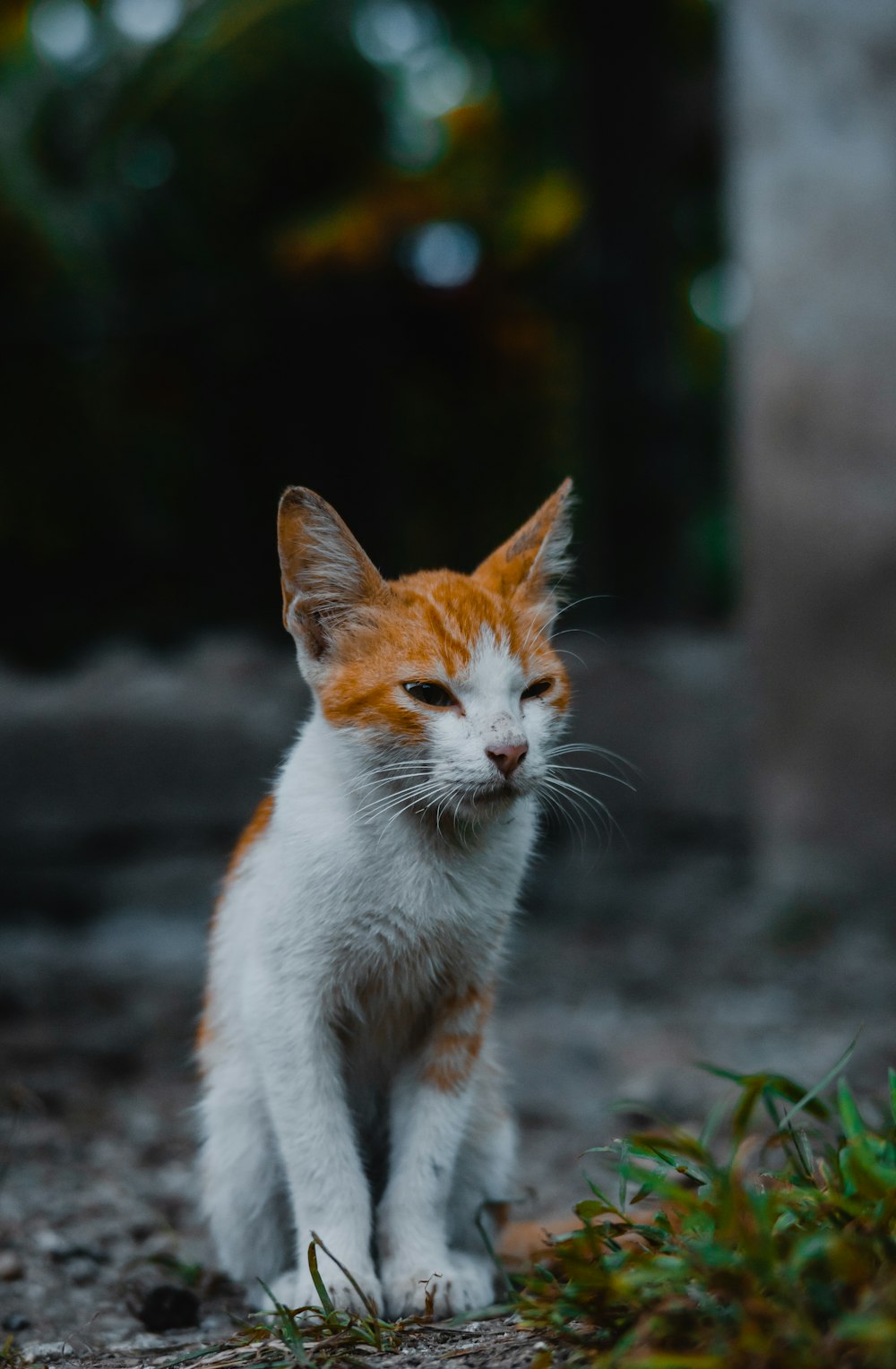 a cat walking on the ground