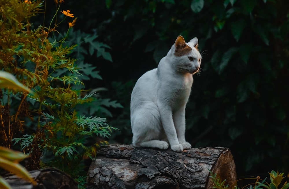 a cat sitting on a rock