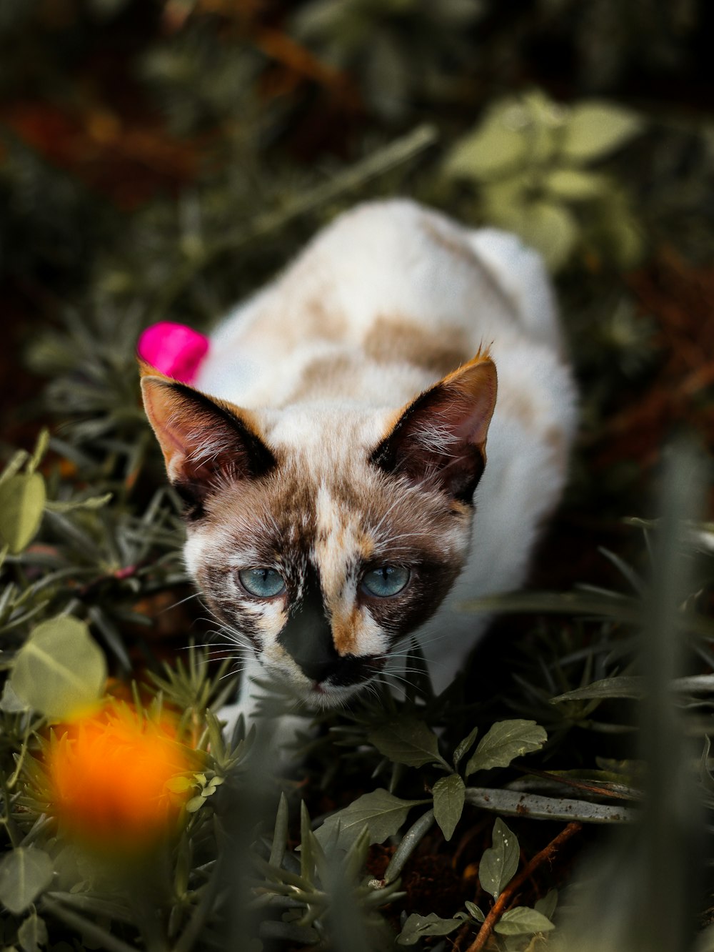 a cat in a bush