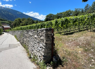 A rustic stone-walled winery entrance surrounded by lush vineyards in Ilia