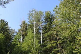 Tall trees with lush green foliage reach towards a clear blue sky. The scene is dominated by various species of trees, showcasing a dense forest environment.