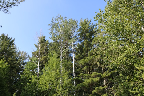 Tall trees with lush green foliage reach towards a clear blue sky. The scene is dominated by various species of trees, showcasing a dense forest environment.