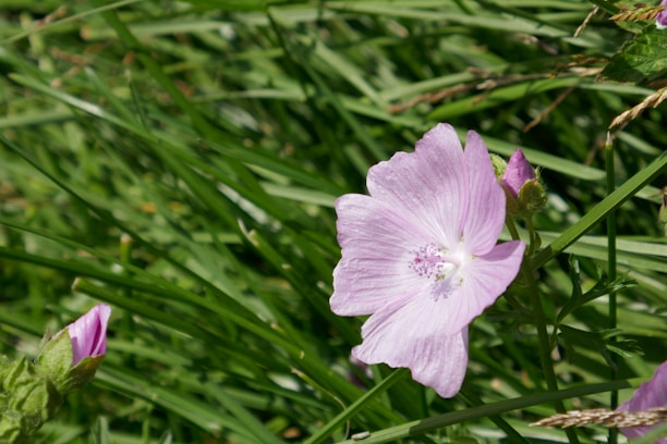 A gentle sunrise over blooming pink and purple flowers symbolizing new beginnings.