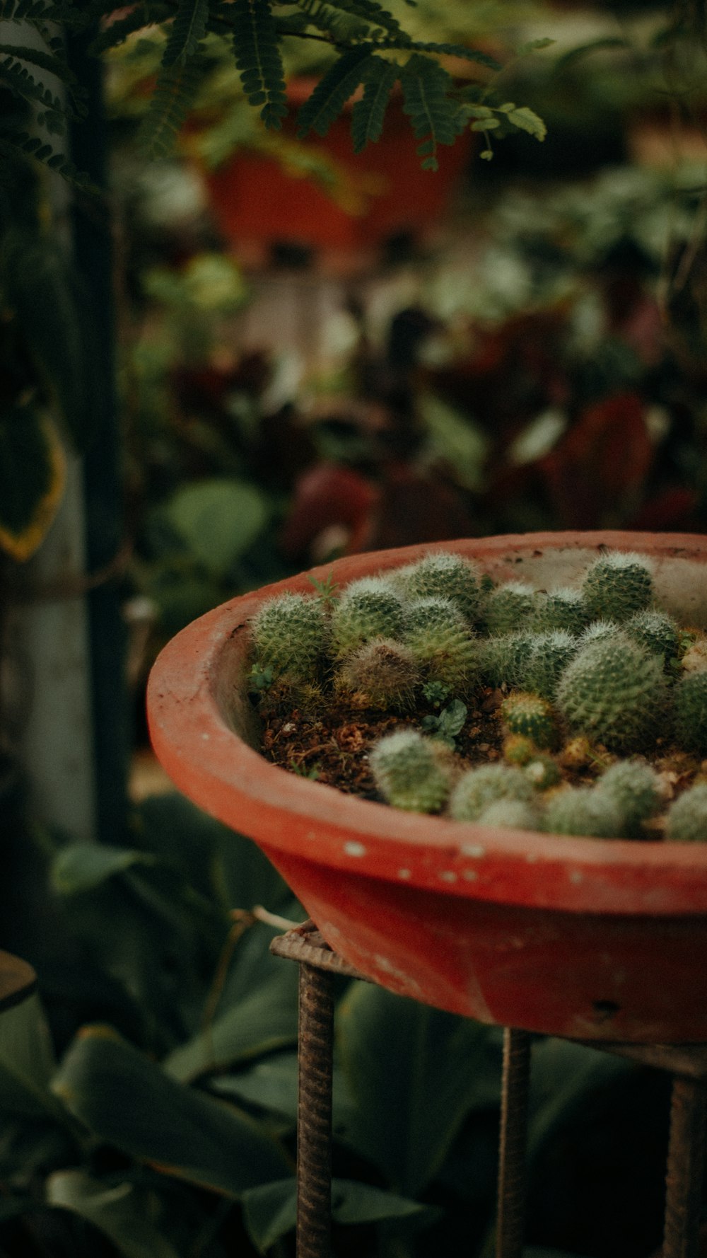 a pot of broccoli