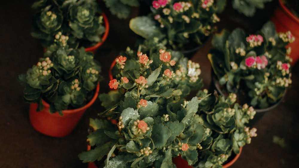 a group of potted plants