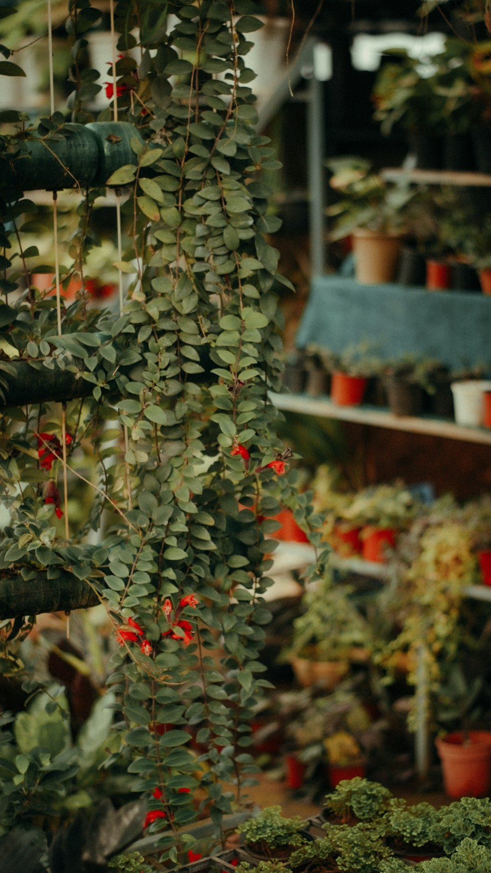 a plant in a pot